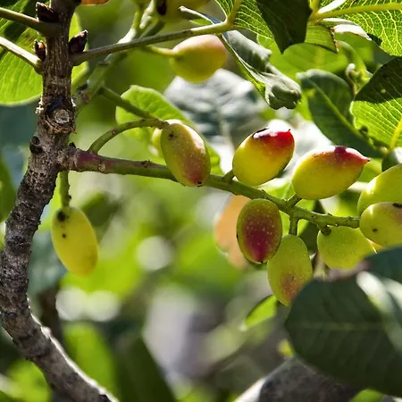Hotel La Fucina Di Vulcano 3*