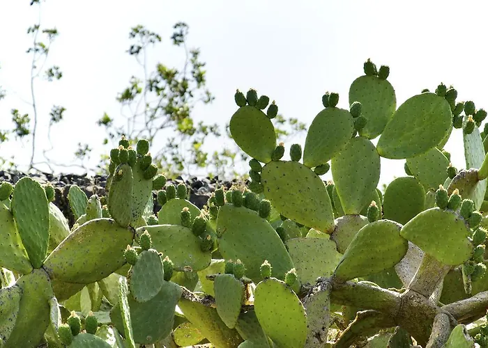 Ξενοδοχείο La Fucina Di Vulcano 3*